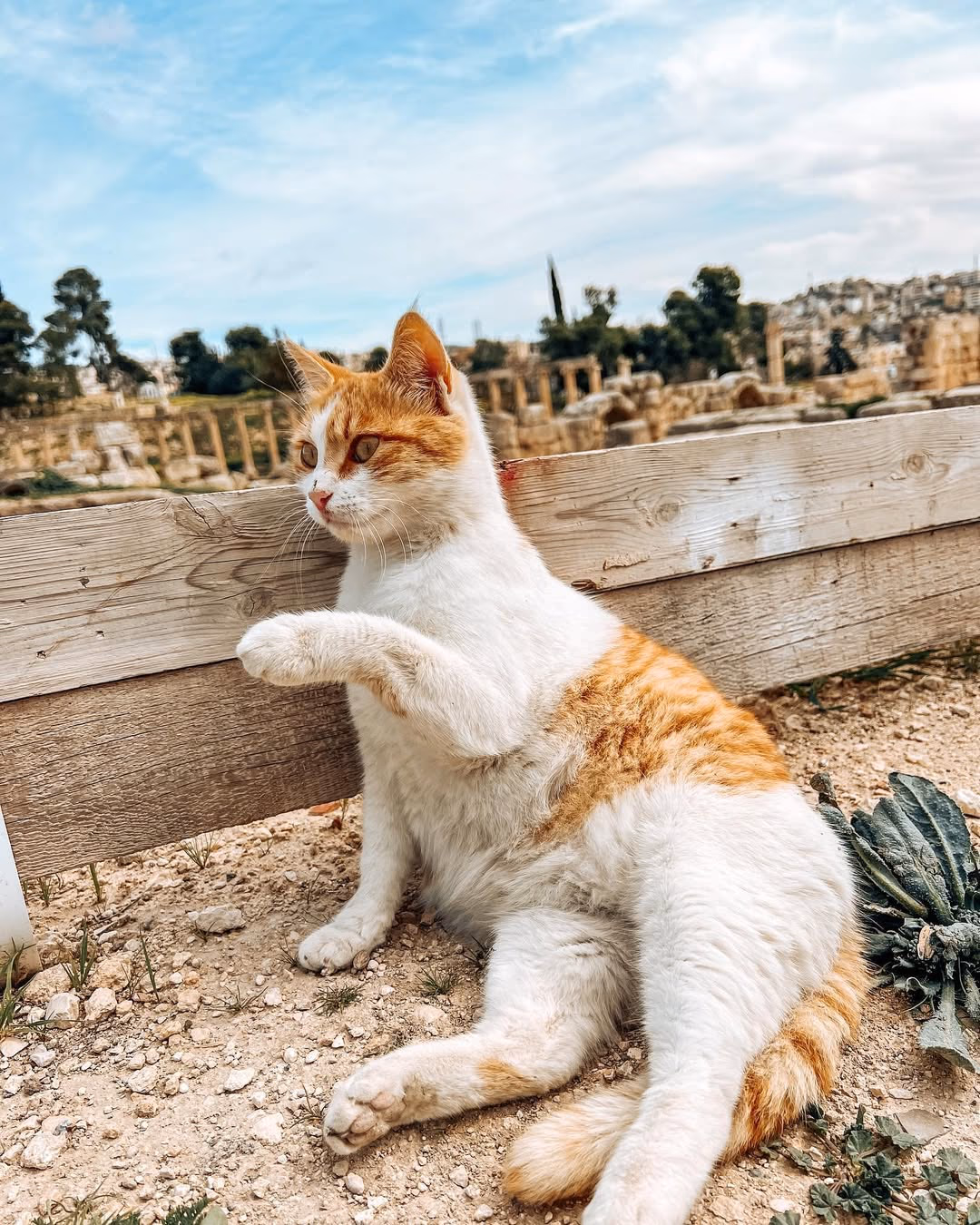 Wadi Mujib canyon gorge with emerald water and towering basalt walls Jordan